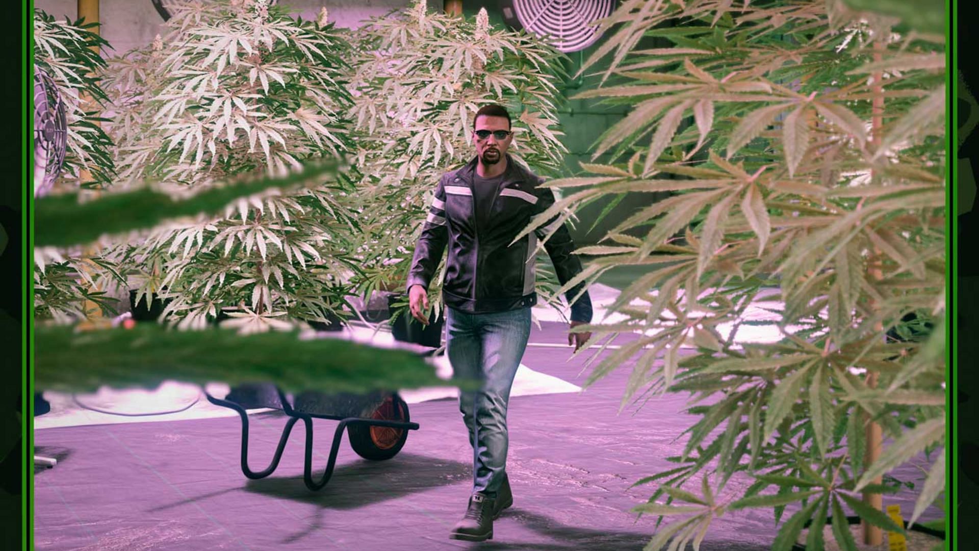 The Weed Farm is a great business to grind this week (Image via Rockstar Games)
